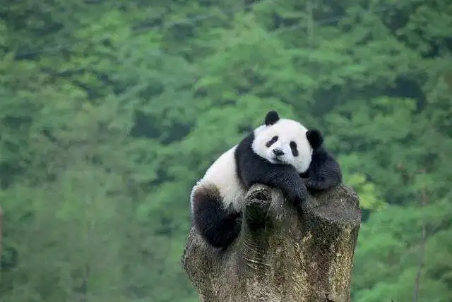 大熊猫正趴在树墩上瞌睡.图源:网络.