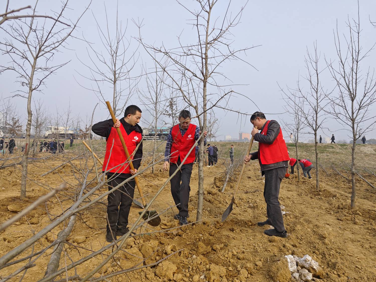 市慈善总会积极参与义务植树活动.jpg