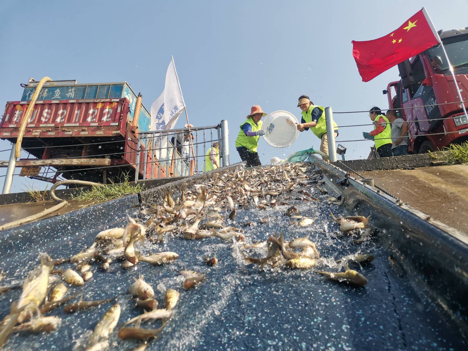 鱼苗1.jpg