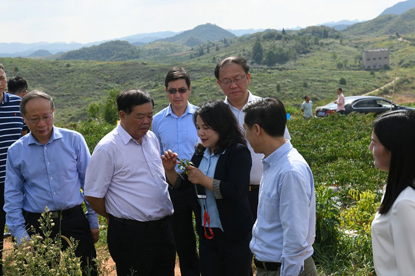 2016年响应“万企帮万村”号召,曹德旺董事长考察贵州安顺辣椒种植基地.jpg 2016年响应“万企帮万村”号召,曹德旺董事长考察贵州安顺辣椒种植基地.jpg