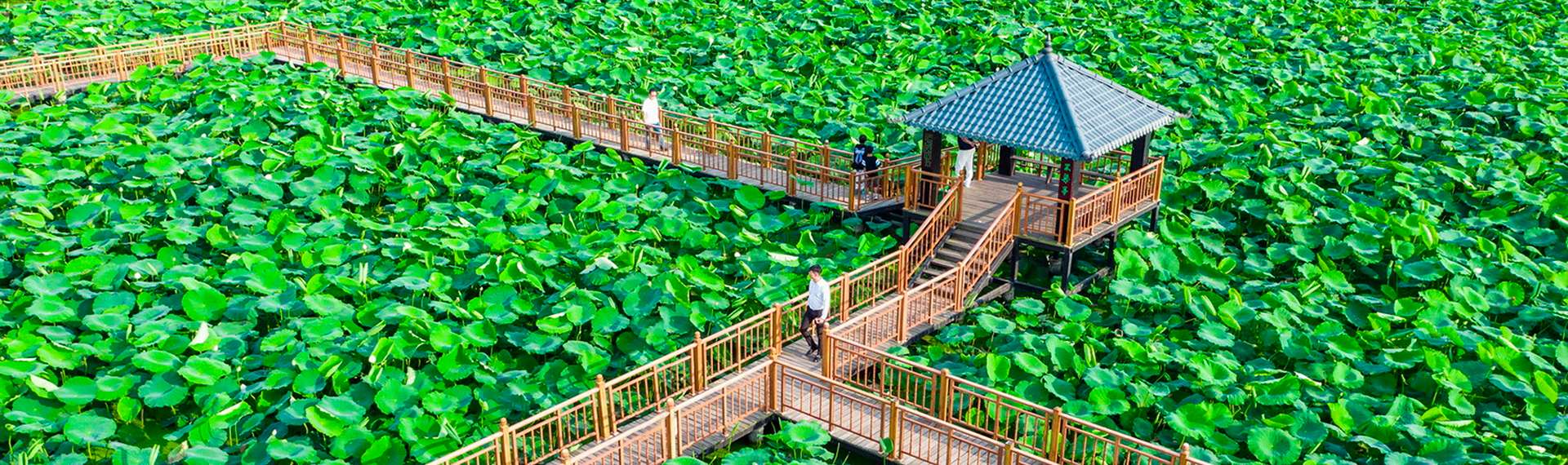 万亩荷塘碧连天